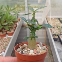 Adenium somalense