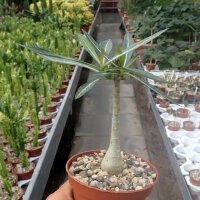 Adenium somalense