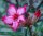 Adenium somalense