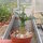 Adenium somalense