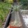 Adenium somalense