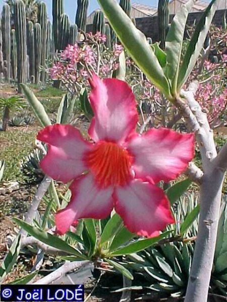 Adenium somalense X A. rote Blüte