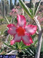 Adenium somalense X A. rote Blüte