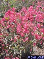 Adenium somalense X A. rote Blüte