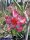 Adenium somalense X A. rote Blüte