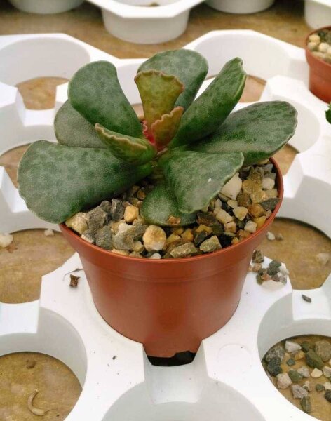 Adromischus cooperi