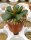 Adromischus cooperi
