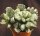 Adromischus cooperi