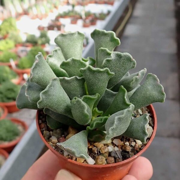 Adromischus cristatus