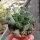 Adromischus cristatus