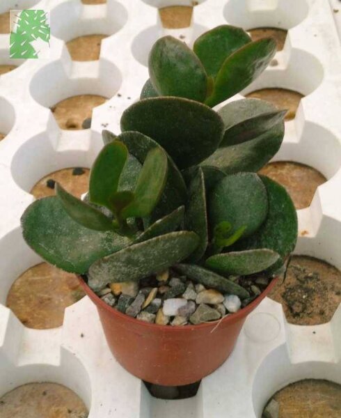 Adromischus maculatus