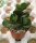 Adromischus maculatus