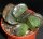 Adromischus maculatus