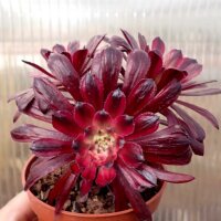 Aeonium cv. Mardi Gras