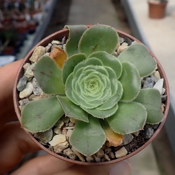Aeonium arboreum