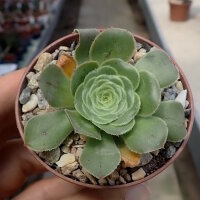 Aeonium arboreum