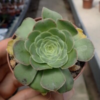 Aeonium arboreum
