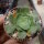 Aeonium arboreum