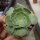 Aeonium arboreum
