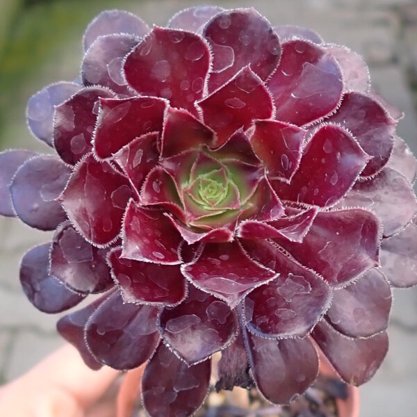 Aeonium arboreum v. atropurpureum