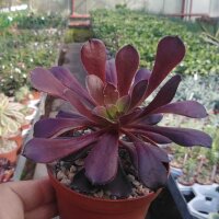 Aeonium arboreum v. atropurpureum
