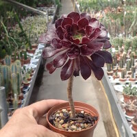 Aeonium arboreum v. atropurpureum