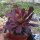 Aeonium arboreum v. atropurpureum