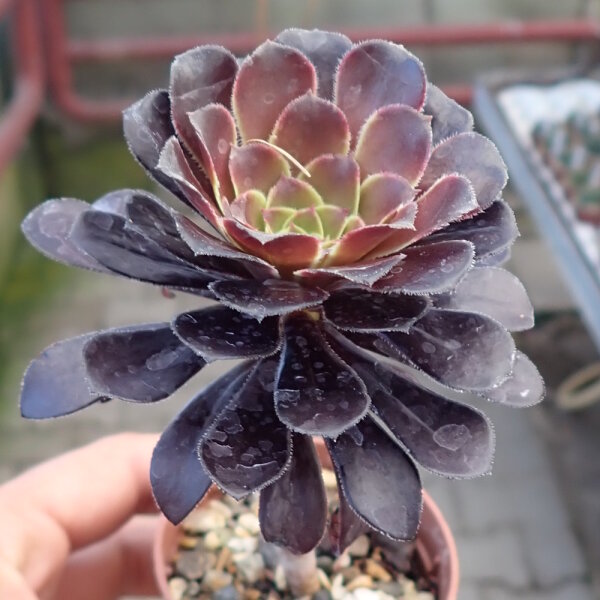 Aeonium arboreum v. atropurpureum cv. Schwarzkopf