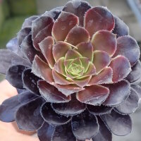 Aeonium arboreum v. atropurpureum cv. Schwarzkopf