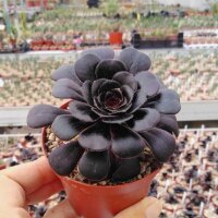 Aeonium arboreum v. atropurpureum cv. Schwarzkopf