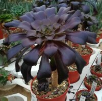 Aeonium arboreum v. atropurpureum cv. Schwarzkopf