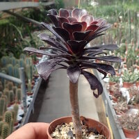 Aeonium arboreum v. atropurpureum cv. Schwarzkopf