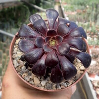 Aeonium arboreum v. atropurpureum cv. Schwarzkopf