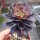 Aeonium arboreum v. atropurpureum cv. Schwarzkopf