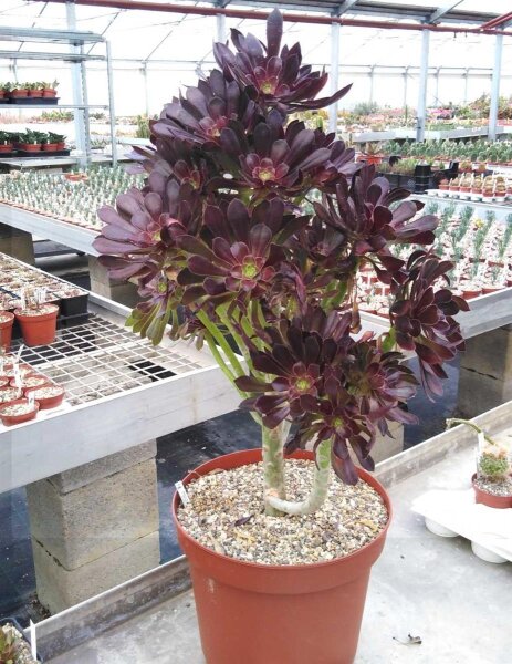 Aeonium arboreum v. atropurpureum XL