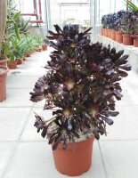 Aeonium arboreum v. atropurpureum XL