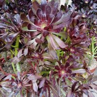 Aeonium arboreum v. atropurpureum XL