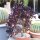 Aeonium arboreum v. atropurpureum XL