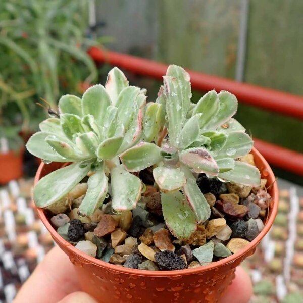 Aeonium castello-paivae variegata