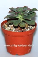 Aeonium ciliatum