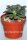 Aeonium ciliatum