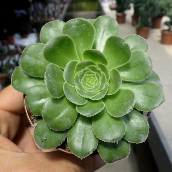 Aeonium holochrysum Tenerife