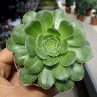Aeonium holochrysum Tenerife