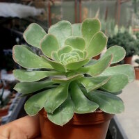Aeonium holochrysum Tenerife