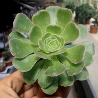 Aeonium holochrysum Tenerife