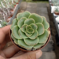 Aeonium holochrysum Tenerife