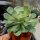 Aeonium holochrysum Tenerife