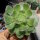 Aeonium holochrysum Tenerife