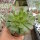 Aeonium holochrysum Tenerife