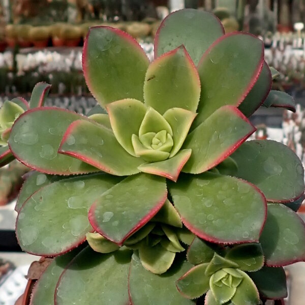 Aeonium decorum variegata cv. Kiwi